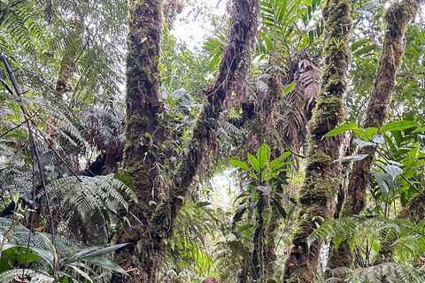 Birdwatching to Biotopo del Quetzal from Antigua Guatemala