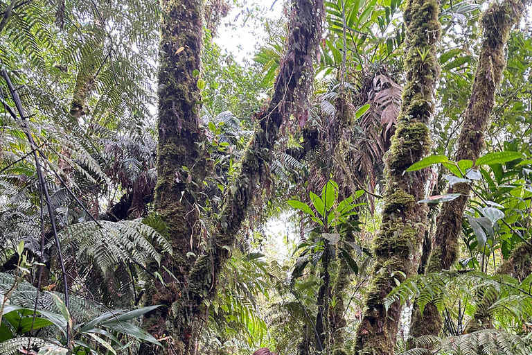 Birdwatching to Biotopo del Quetzal from Antigua Guatemala