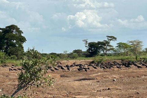 Mombasa: 3-Day Tsavo East/West & Kilimanjaro Views Safari