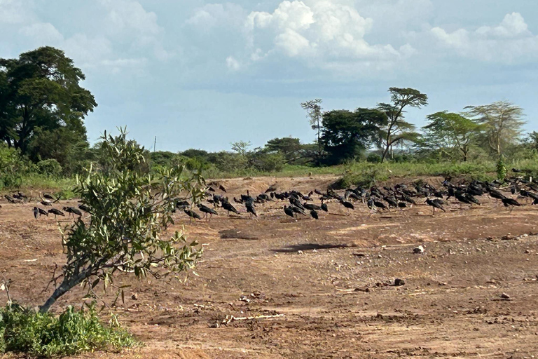 Mombasa: 3-Day Tsavo East/West & Kilimanjaro Views Safari