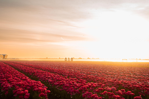 Tulip Experience and Tulip Fields Tour from Amsterdam