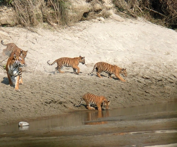 Pokhara: 1 Night 2 Day Chitwan Safari Tour
