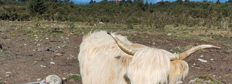 Invergordon : Excursion privée de luxe sur la côte sud