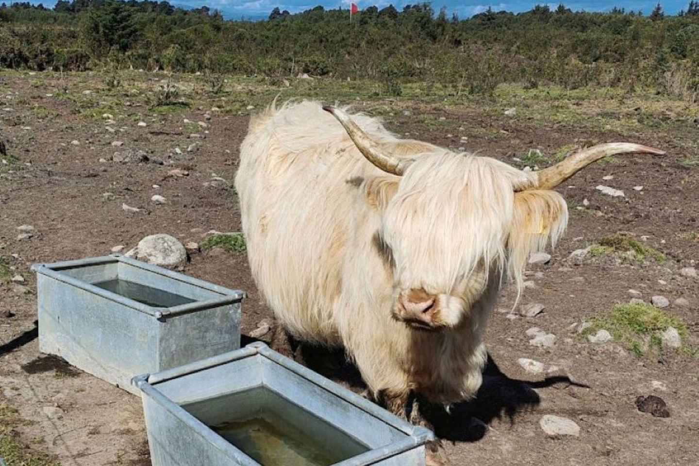 Invergordon: Escursione di Lusso sulla Costa Sud