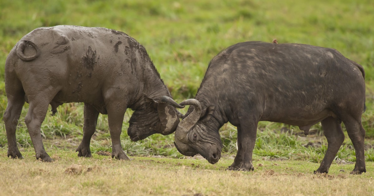 Tarangire Lake Manyara Nationalparks 2 Tage Safari Tour GetYourGuide