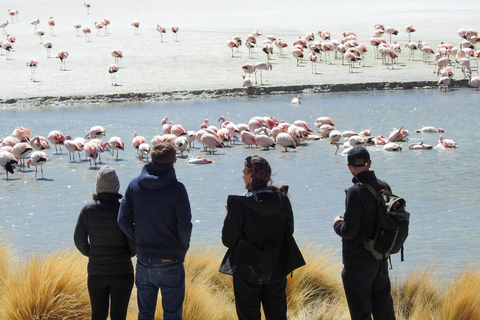 City of La Paz | 4-Day Uyuni Expedition to San Pedro Atacama Tour with Spanish-speaking driver