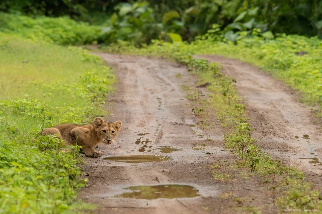 Visit Gujarat Gir National Park Forest Lion Safari in Open Jeep in Sasan Gir, Gujarat, India