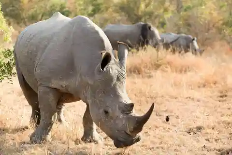 Nairobi National Park Half Day Guided Game Drive