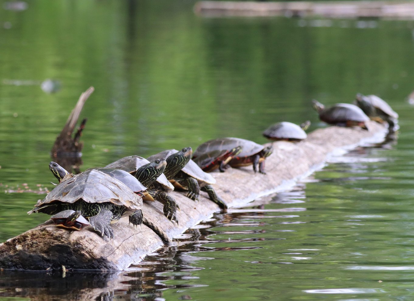 Ottawa: Kajaktur i økologisk reservat med skildpaddeobservationer