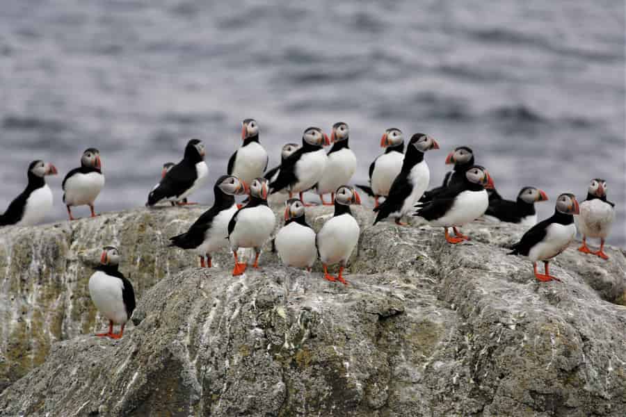 Insel Vigur: Tour mit Hin- und Rücktransfer per Boot ab Ísafjörður. Foto: GetYourGuide