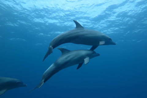 Hurghada: All-Inclusive Elite VIP Dolphin House & Massage Including Transfer from Hurghada