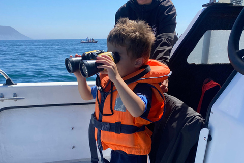 Sesimbra: Tour in barca per l&#039;osservazione dei delfini di Arrábida con biologoSesimbra: Tour in barca con biologo per l&#039;osservazione dei delfini di Arrábida