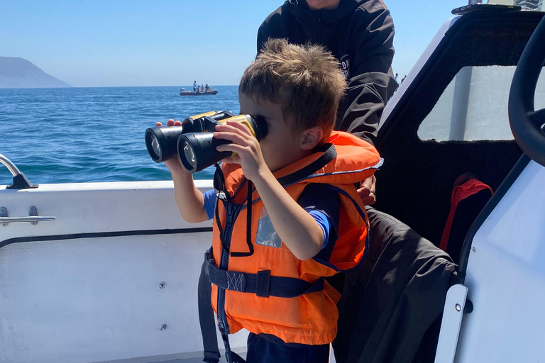 Dolphin Watching in Arrábida Natural Park