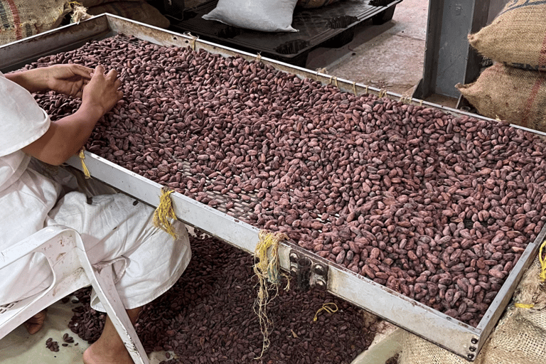 Santa Marta : excursion en paddleboard sur la rivière Don Diego et visite d'une chocolaterieSanta Marta : excursion en paddleboard sur la rivière Don Diego et dégustation de cho