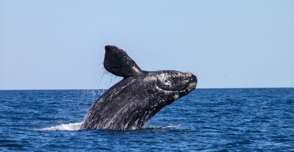 Cabo San Lucas: Whale Watching and Snorkeling Tour