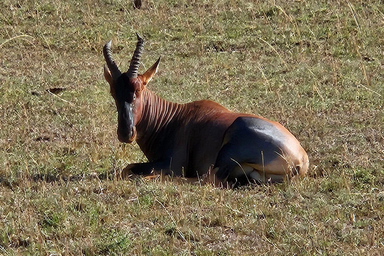 Overnight Masai Mara National Park From Nairobi