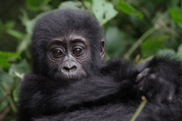 5 Días en el Parque Nacional Impenetrable de Bwindi