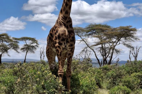 Nairobi: Lake Naivasha Boat Ride and Crescent Island Tour