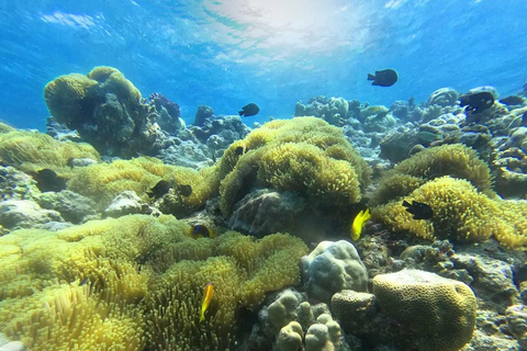 Jeddah: Bayada Boat & Snorkeling Adventure