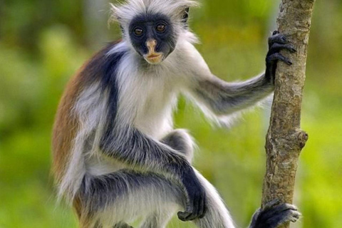Zanzibar: Jozani Forest, Spice Farm & Stone Town Full-Day. TOUR WITH HOTEL TRANSFER PICKUP AND DROP
