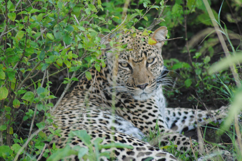 7 Day Rwanda Uganda Culture and Primate Safari Adventure