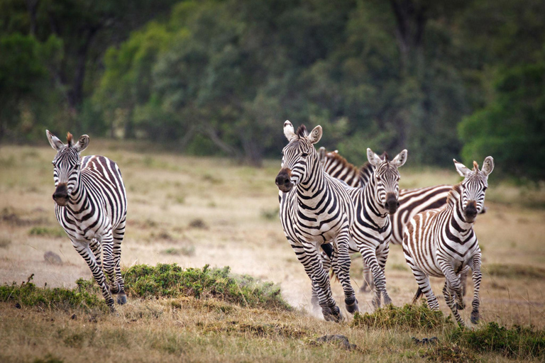 From Nairobi: 8-Day Mara, Nakuru, Naivasha & Amboseli Safari