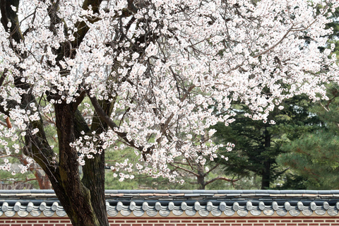 Seoul: Gyeongbokgung-palatset Rundtur i Gyeongbokgung-palatset och lunch på autentisk marknad