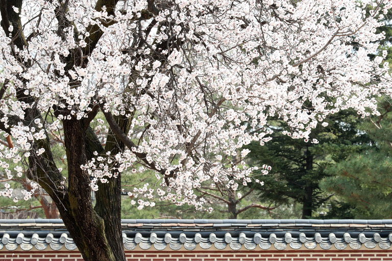 Séoul : Visite du palais de Gyeongbokgung et déjeuner au marché authentique