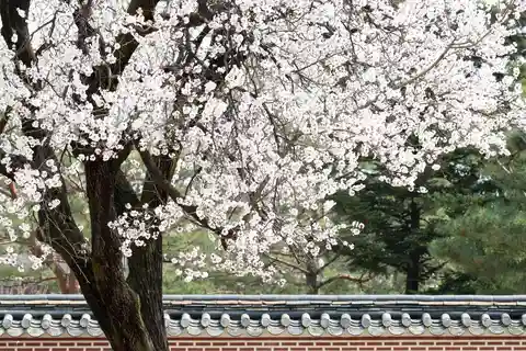 Gyeongbokgung Palace Tour & Lunch at Authentic Market