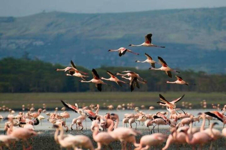 Nairobi: Lake Nakuru National Park Day Trip with Game Drive