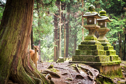 Nara: Erkunde den Kasuga Taisha Schrein in nur 90 Minuten.