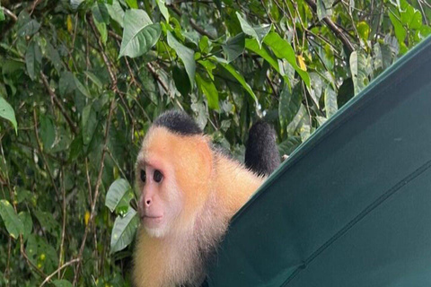 Panama City: Gamboa Rainforest, Sloth Sanctuary & Boat Tour