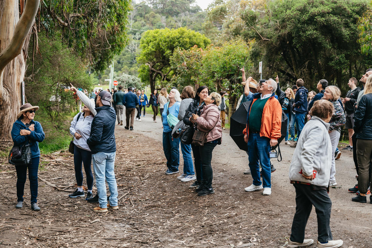 Vanuit Melbourne: Hele dagtrip Great Ocean RoadVanuit Melbourne: dagtour Great Ocean Road