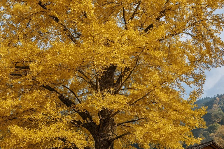 Guilin: Private Ginkgo Village and DaXu Ancient Town Tour