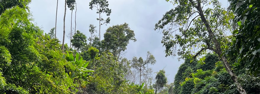 Kampot : Randonnée aux Cascades Secrètes d'Omal avec Repas et Transport Inclus