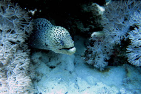 Sharm El Sheikh: Tiran Island Boat Diving & Snorkeling Intro Diving & Snorkeling – No Certification Required
