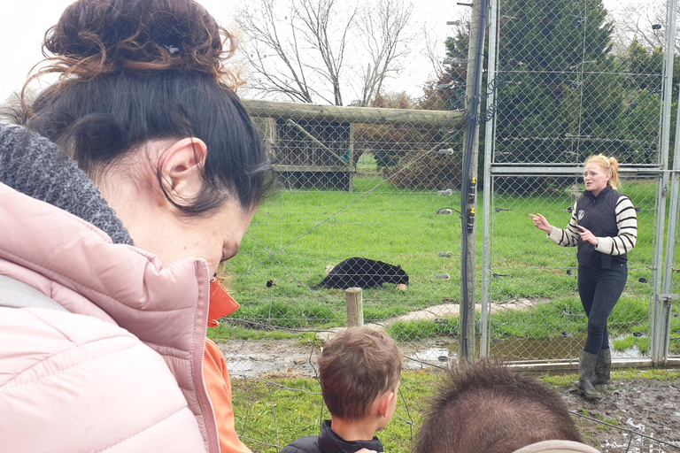 Cheetah, Giraffes Encounter, lion's park, and Wine Tasting