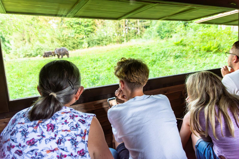 Brașov: 4-Hour Bear Watching Tour in Carpathian Mountains