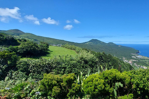 UNIQUE Baleines et volcans, 2 demi-journées, Faial, Açores