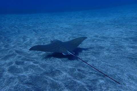 Half-Day Scuba Diving in Tenerife from Abades Beach Discover Scuba Diving