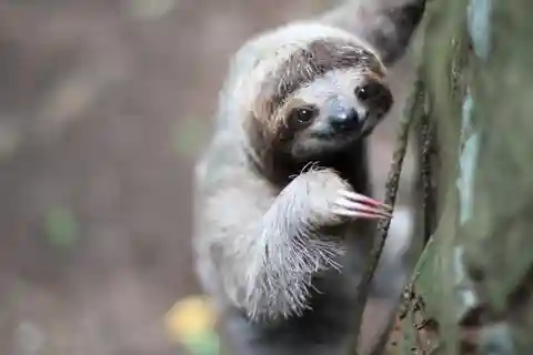 Uvita: Privat guidad tur - Sloth Watching Trail Costa Rica
