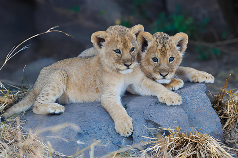 2 days safari Tarangire &Ngorongoro crater (private/joining) 2 days safari Tarangire &Ngorongoro crater (joining-camping)