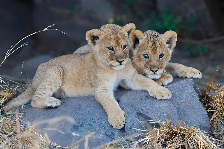 2 days safari Tarangire &Ngorongoro crater (private/joining) 2 days safari Tarangire &Ngorongoro crater (joining-camping)