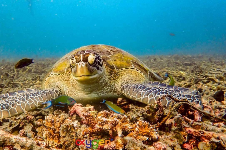 Koh Tao in a Day: Turtles, Hidden Reefs & Nangyuan Viewpoint