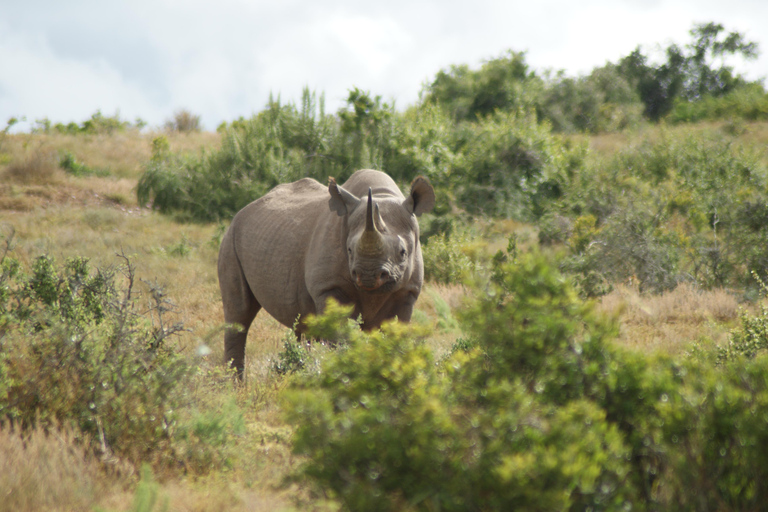 Addo Elephant National Park: Half-Day Safari with Guide