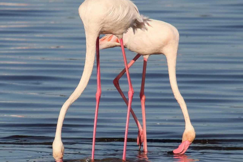 Nairobi: Lake Nakuru National Park Day Trip Safari