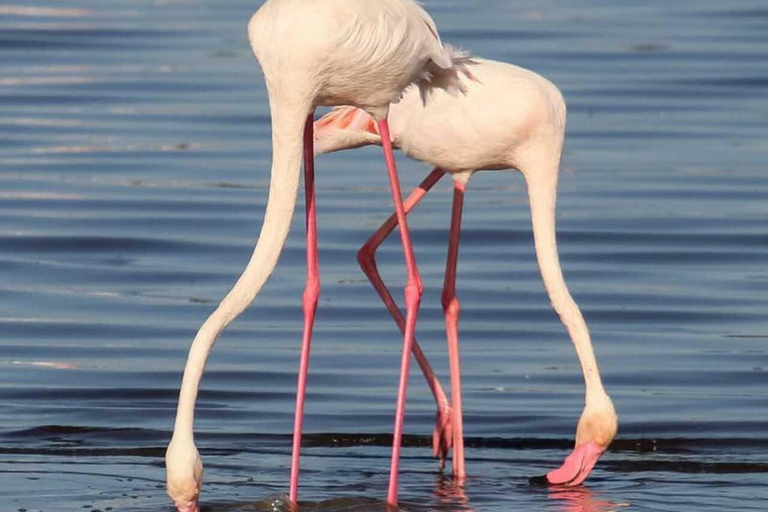 Nairobi: Lake Nakuru National Park Day Trip Safari