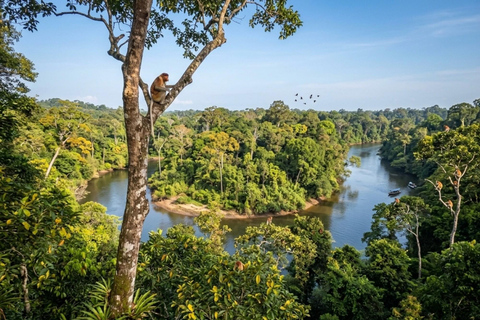 Kota Kinabalu Proboscis Monkey, Firefly & Eco Farm Day Tour
