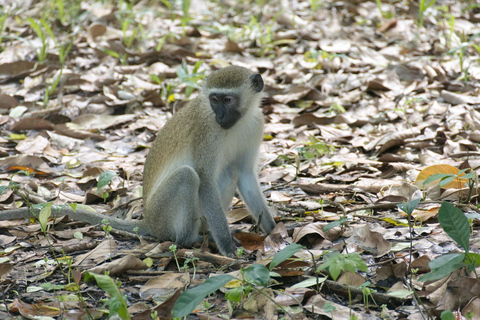 Zanzibar: The Swahili Spice Experience – wycieczka po przyprawach + kulinarna podróż"The Swahili Spice Experience" (z miejscem spotkania)