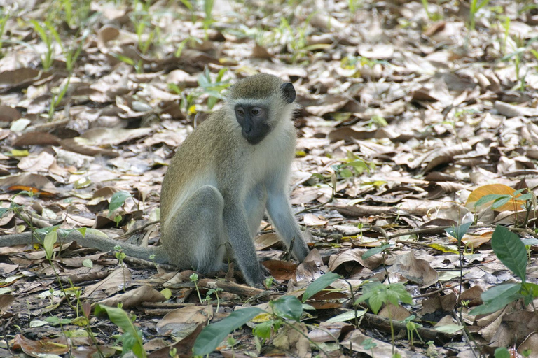 Zanzibar: The Swahili Spice Experience – wycieczka po przyprawach + kulinarna podróż"The Swahili Spice Experience" (z miejscem spotkania)